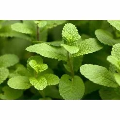 4x Weleda Tandpasta Planten -Kortingswinkel voor verzorgingsproducten 133058 3