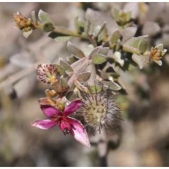 3x Weleda Tandvleesbalsem -Kortingswinkel voor verzorgingsproducten 133063 3